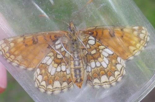Réf. 234 105 : Melitaea aurelia